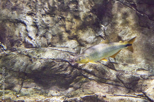 Salminus brasiliensis dorado, golden dorado, river tiger or jawed haracin - large predatory freshwater fish in the water