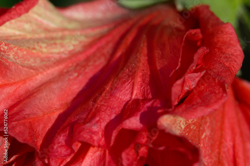 Textura del petalo de una flor roja con macrofotograf  a