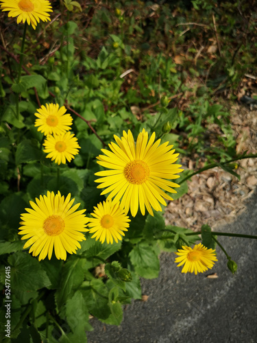 Yellow flowers from above in summer