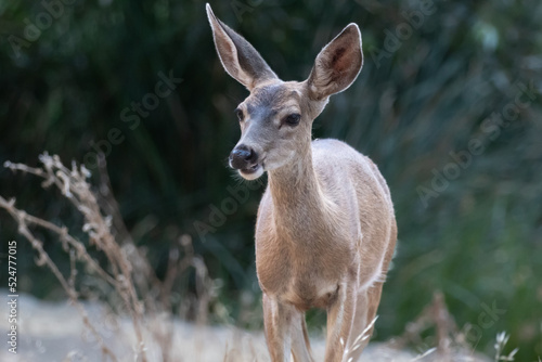 A female mule deer out in Album Rock Park © Robert