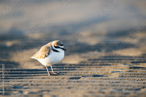 シロチドリ雄 (Kentish plover) photo