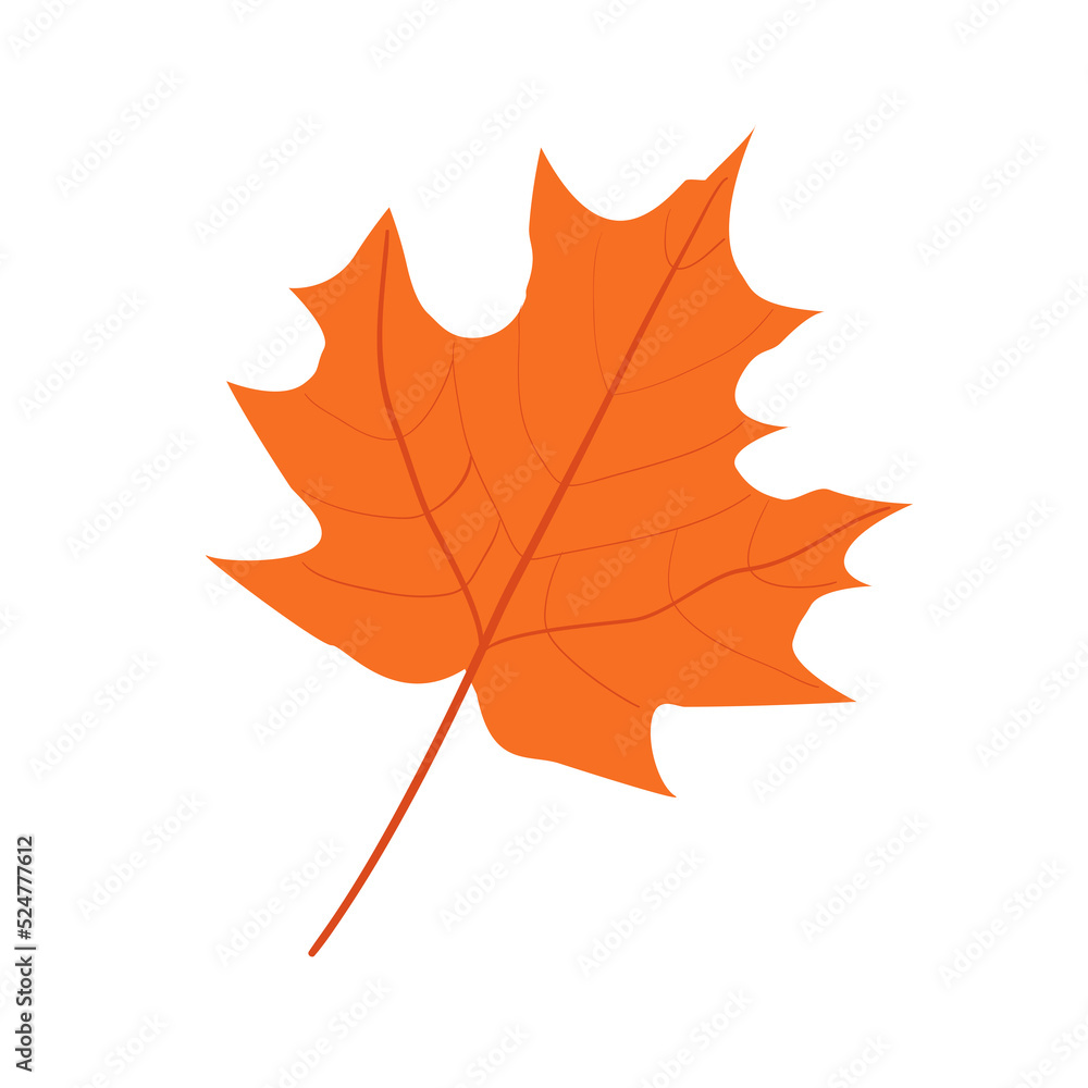Fototapeta premium Autumn pine cones and maple leaves