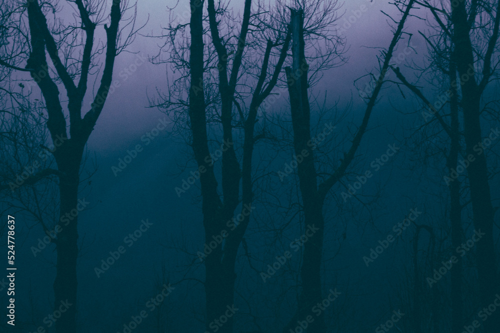 Leafless trees in dark foggy forest