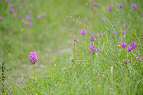 Pyramidal orchids Anacamptis pyramidalis flowering spikes in wildflower meadow in Spring