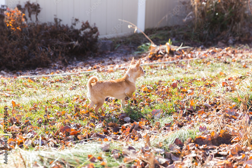 Fototapeta premium Chihuahua in grass with lots of fallen leaves