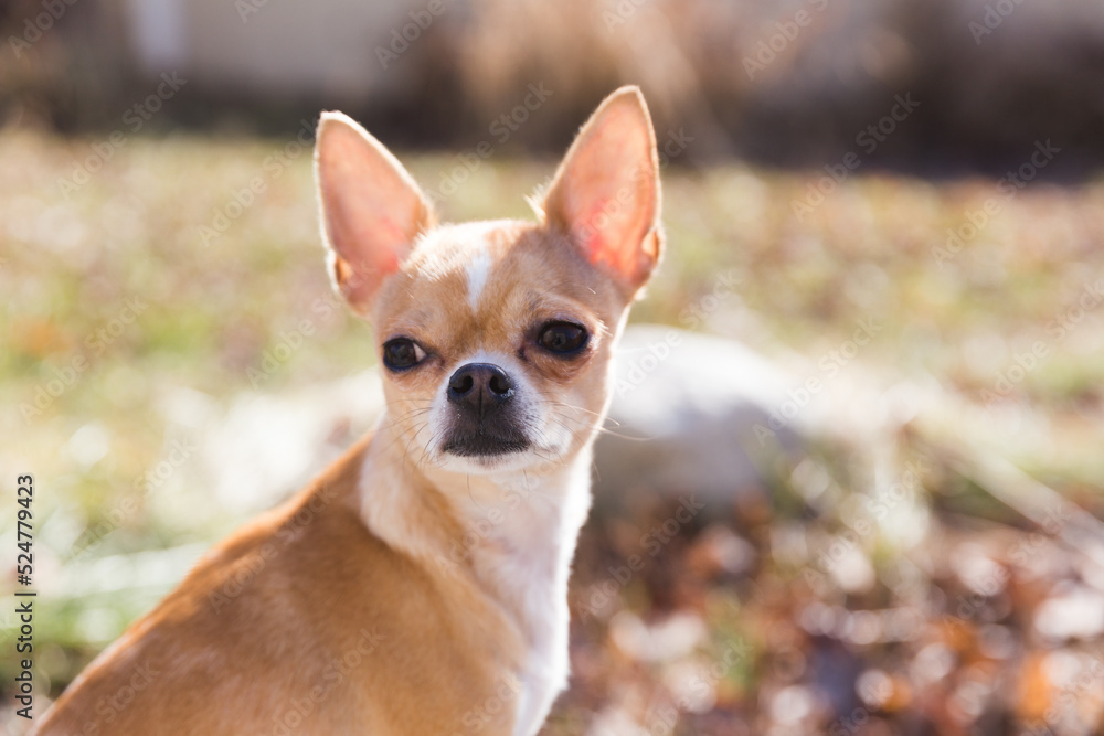 Chihuahua sits outdoors in sunshine