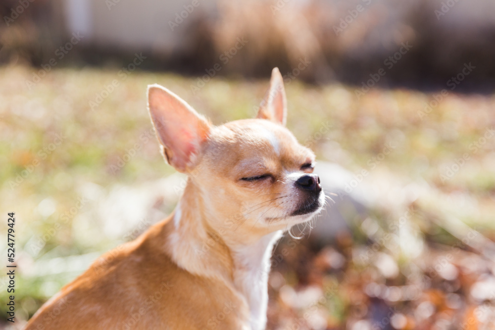 Chihuahua soaks up sunshine outside Chihuahua soaks up sunshine outside