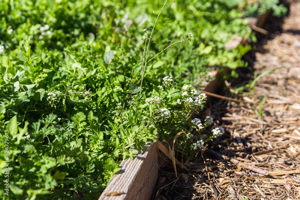 Alyssum blooming with green carpet in garden bed Alyssum blooming with green carpet in garden bed