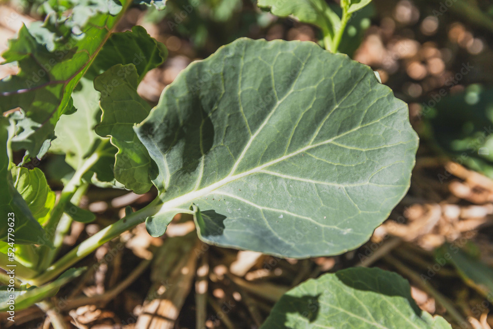 Kale in garden Kale in garden