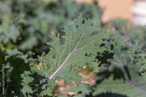 Red winter kale in garden