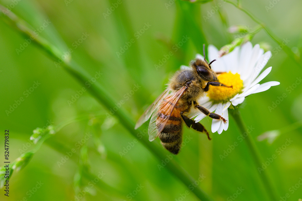 Macro of bee on a daisy Macro of bee on a daisy