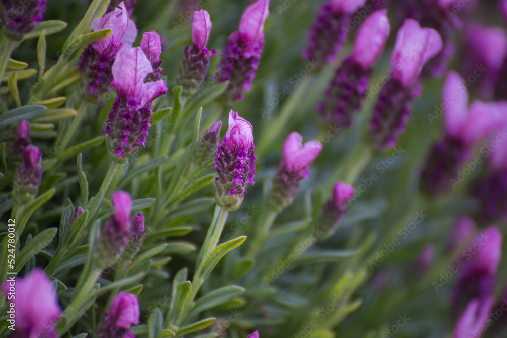Vibrant purple lavender flowers Vibrant purple lavender flowers