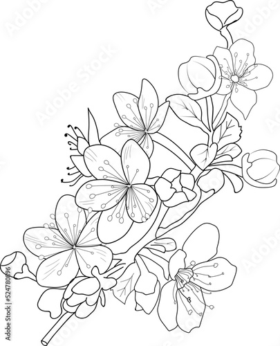Cherry blossom flowers and branch vector illustration. hand Drawing vector illustation for the coloring book or page Black and white engraved ink art  for kids or adults. 