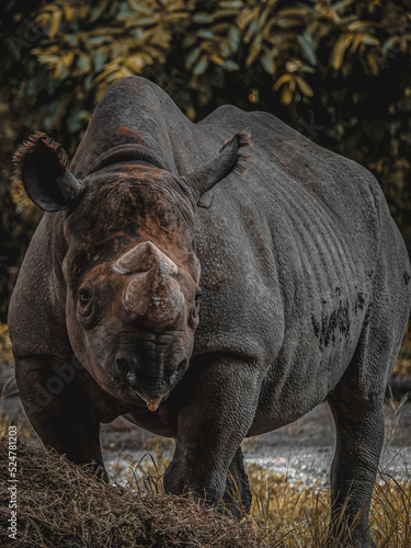 Serious Rhino