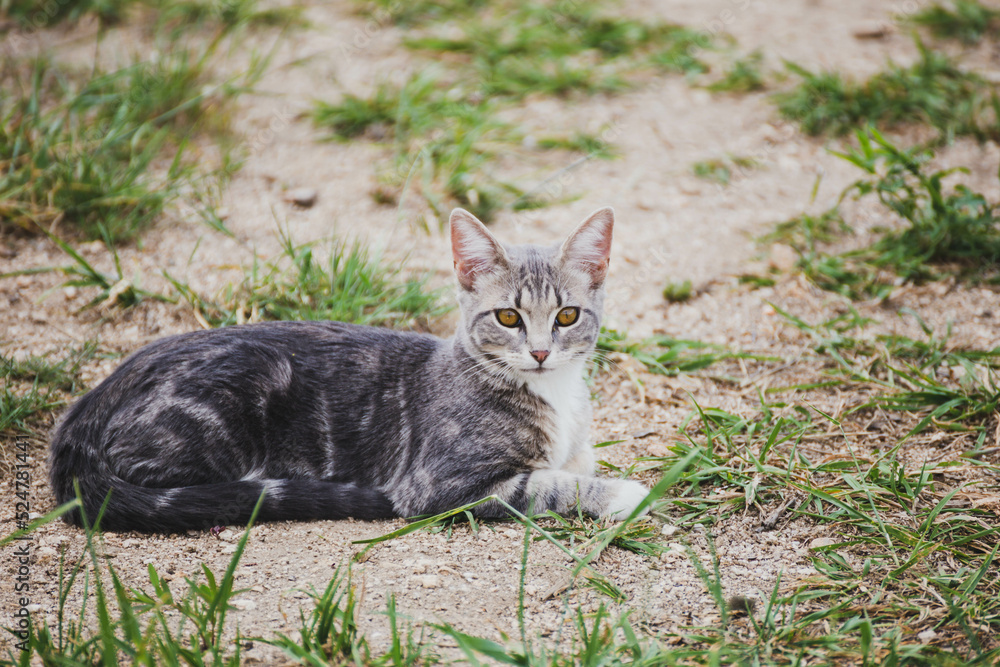 Gray and white tabby lays in dirt with grass patches