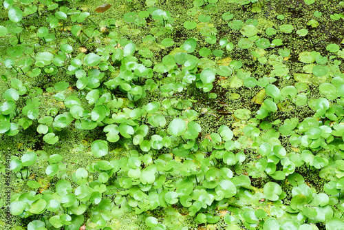 池に生える水草 アサザ photo