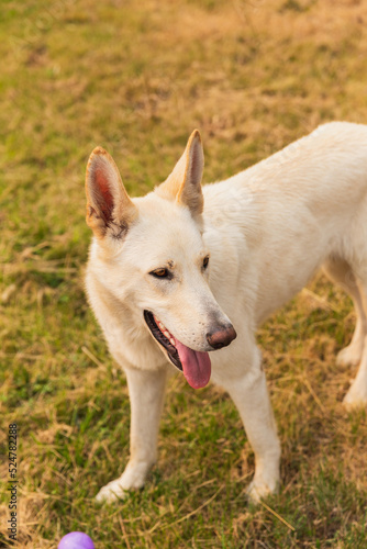 Cute, young, white Shepard dog in grass