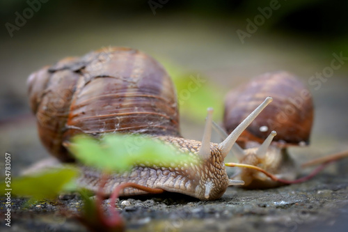 snails in the garden