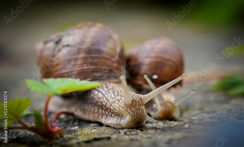 snails in the garden