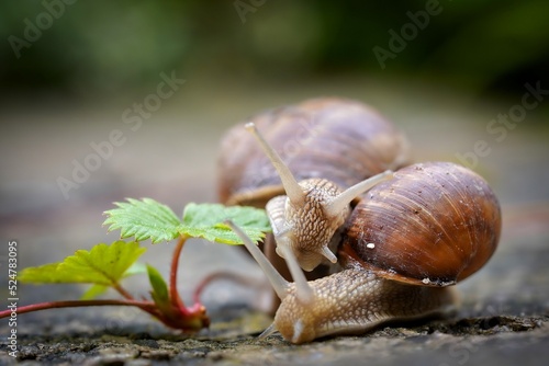 snails in the garden