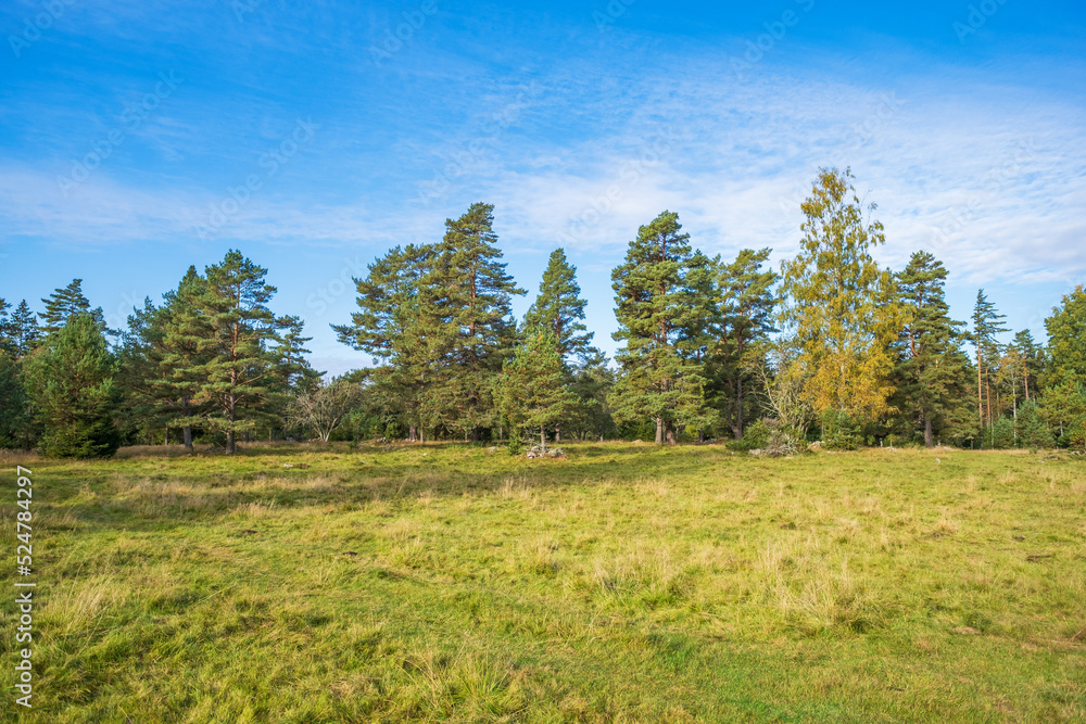 Forest edge by a meadow Forest edge by a meadow
