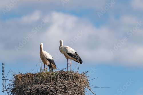Storks in the nest against the sky. close-up photographed with a telephoto lens.