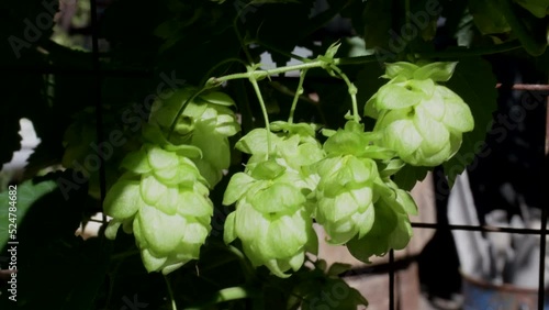 Several large hop cones in the wind on a bright summer day in the sun in the leaves of the hop plant: beer making and application in folk medicine of the plant, soft focus
