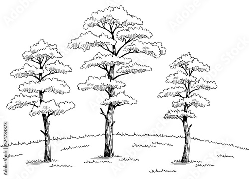 Pine tree grove graphic black white landscape sketch illustration vector 
