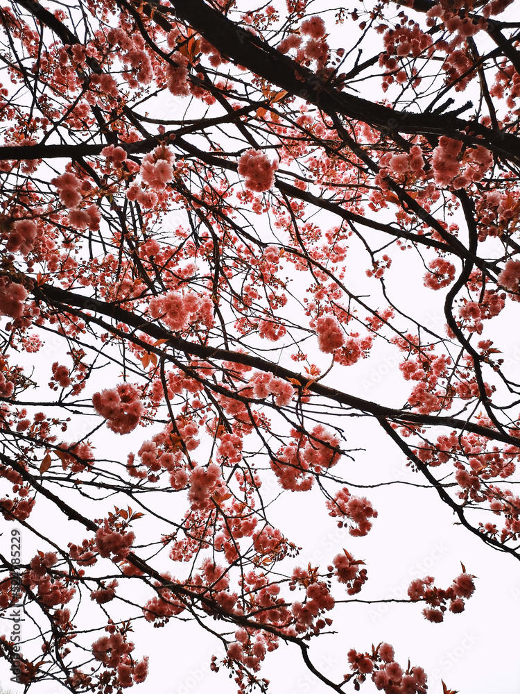 Blooming Flowers on Spring Tree Branches