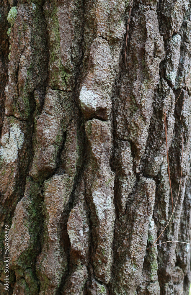 Naklejka premium mossy pine bark fiber