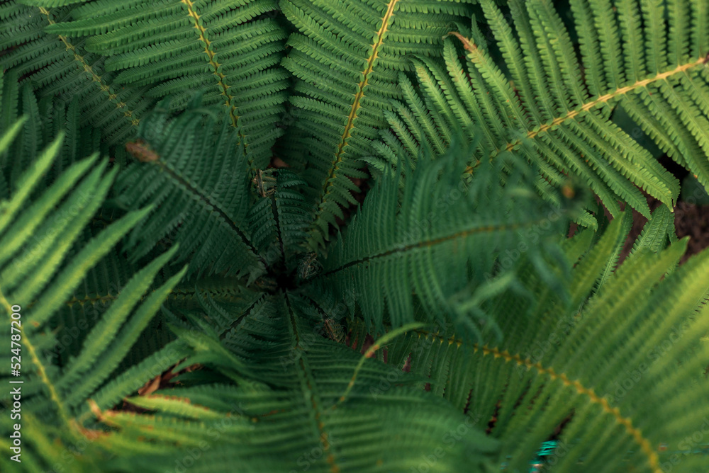 Beautiful fern leaf texture in nature. Natural ferns blurred background. Fern leaves Close up. Fern plants in forest. Background nature concept. Beautiful fern leaf texture in nature. Natural ferns blurred background. Fern leaves Close up. Fern plants in forest. Background nature concept.