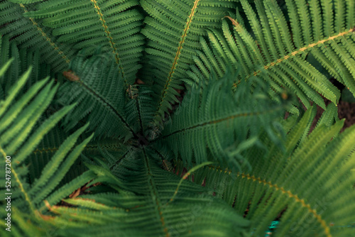 Beautiful fern leaf texture in nature. Natural ferns blurred background. Fern leaves Close up. Fern plants in forest. Background nature concept.