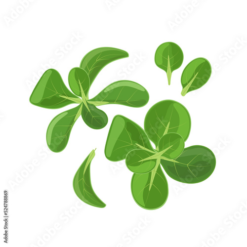Green corn lamb lettuce, valerianella locusta, vector illustration isolated on white background