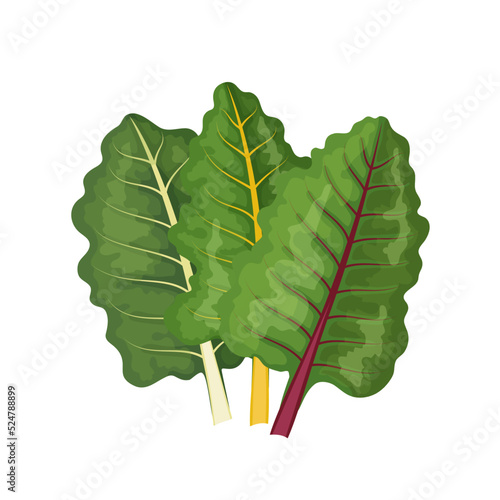 Multicolored rainbow swiss chard leaves, vector illustration on white background