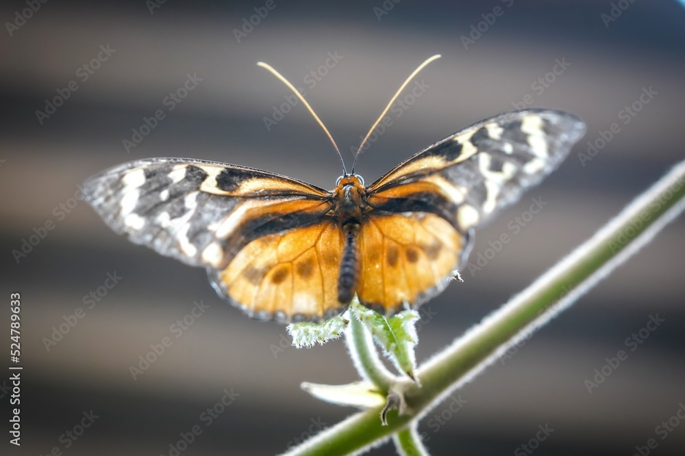 Obraz premium butterfly on leaf