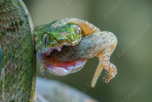 Bengkulu cat snake Boiga bengkuluensis eating a lizard photo