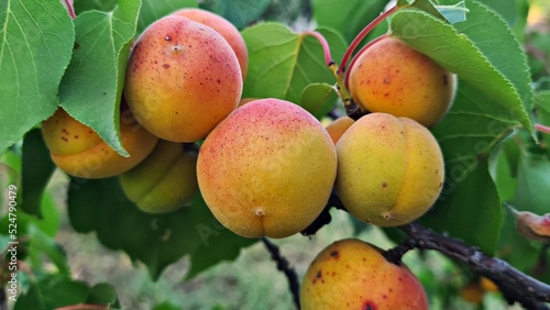 Lots of ripened delicious apricots on the branches in a rustic garden