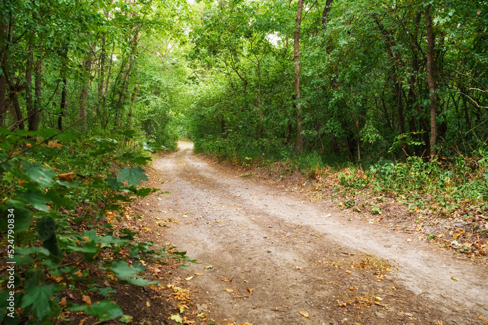 ground road in the wild forest, beautiful summer landscape, bright sunlight through the trees ground road in the wild forest, beautiful summer landscape, bright sunlight through the trees