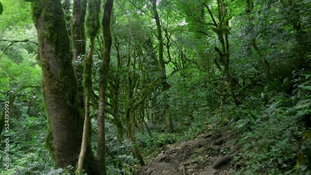 Virtual walk through the forest. First-person shooting on a gimbal. Cloudy day, early summer walk. Natural background with rainforest. 4K resolution Virtual walk through the forest. First-person shooting on a gimbal. Cloudy day, early summer walk. Natural background with rainforest. 4K resolution