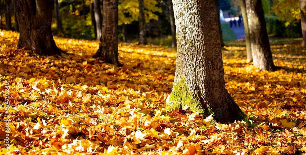 Sunlight scene of Gloden Autumn season with alley in a park as colorful trees autumn natural background. Sunlight scene of Gloden Autumn season with alley in a park as colorful trees autumn natural background.