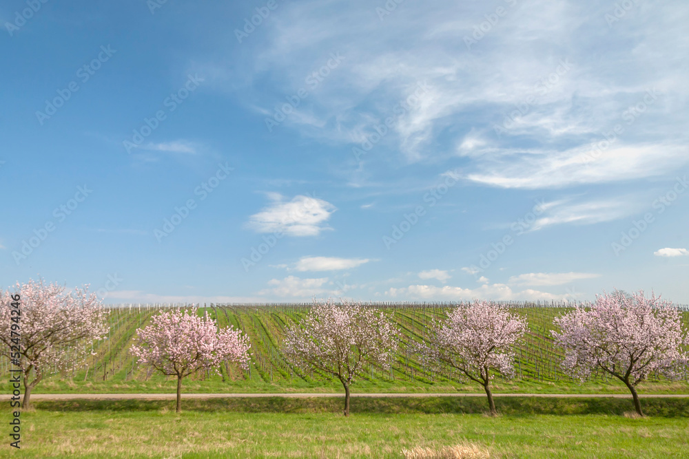 Mandelbaumblüte (Prunus dulcis), Weinberg, Frühling in der Südpfalz Mandelbaumblüte (Prunus dulcis), Weinberg, Frühling in der Südpfalz