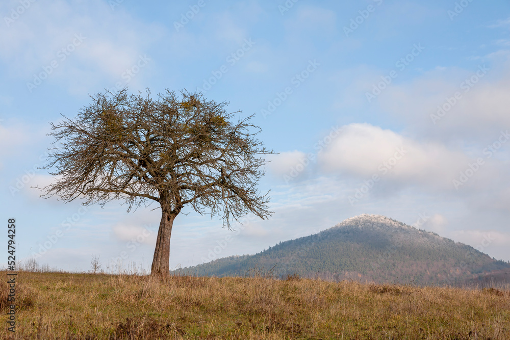 Fototapeta premium Alter Obstbaum mit Mistelbefall