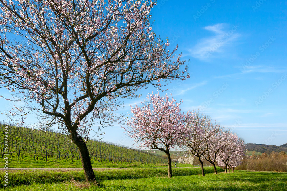 Mandelbaumblüte (Prunus dulcis), Frühling in der Südpfalz Mandelbaumblüte (Prunus dulcis), Frühling in der Südpfalz