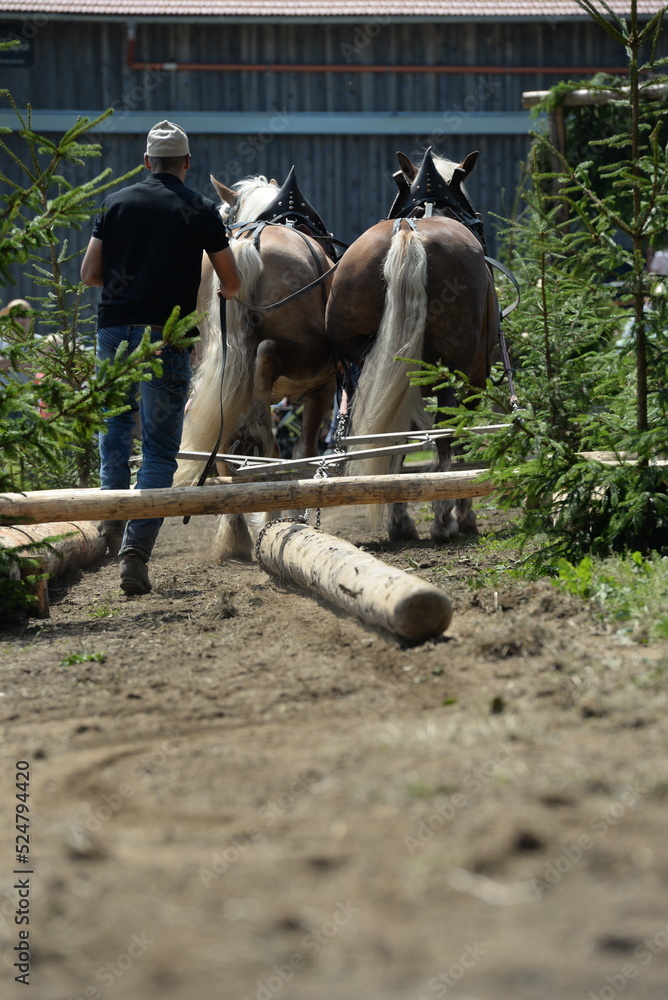 Kaltblutgespanne beim Holzrücke Wettbewerb Kaltblutgespanne beim Holzrücke Wettbewerb
