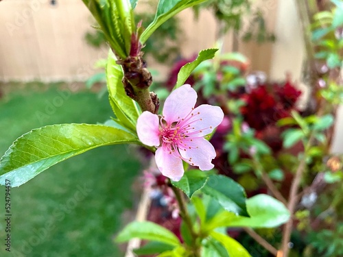 peach flower, nectarine flower, pink flower,