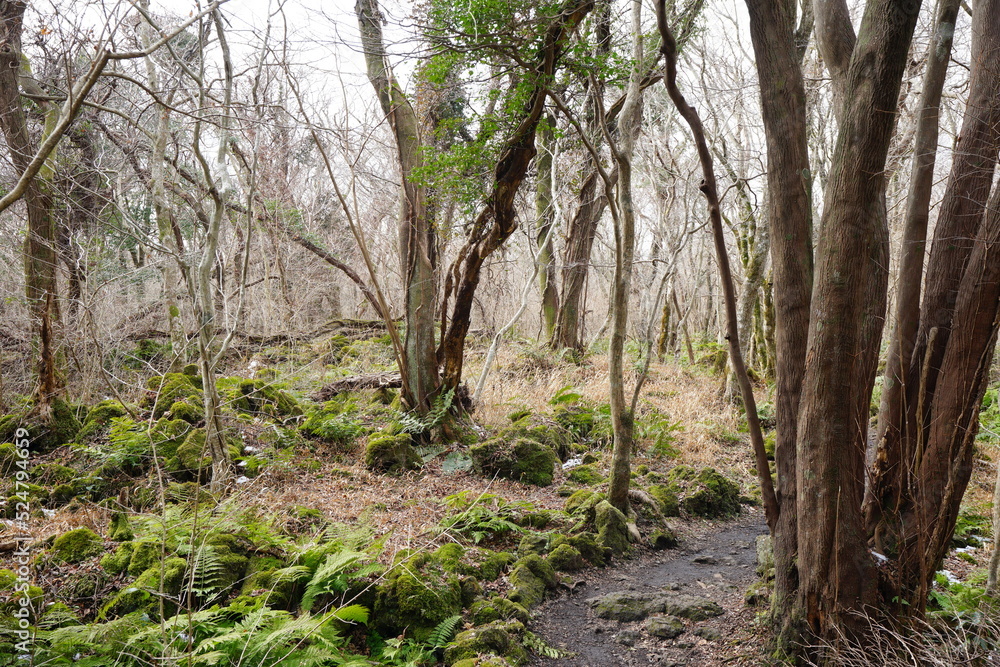 lonely winter forest with bare trees lonely winter forest with bare trees