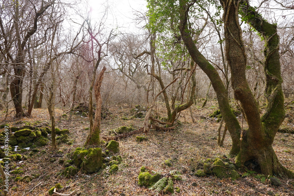 mossy rocks and old trees in winter forest