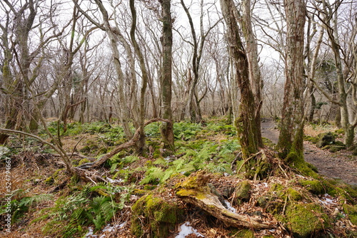 lonely winter forest with bare trees