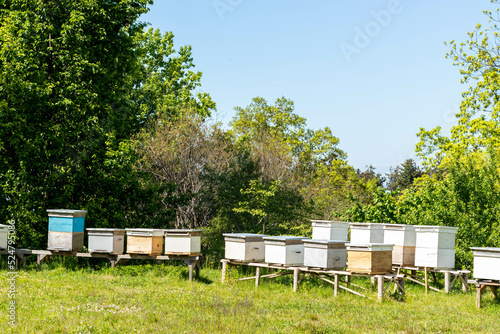 Apiary in a clearing against the background of green trees. © Artur