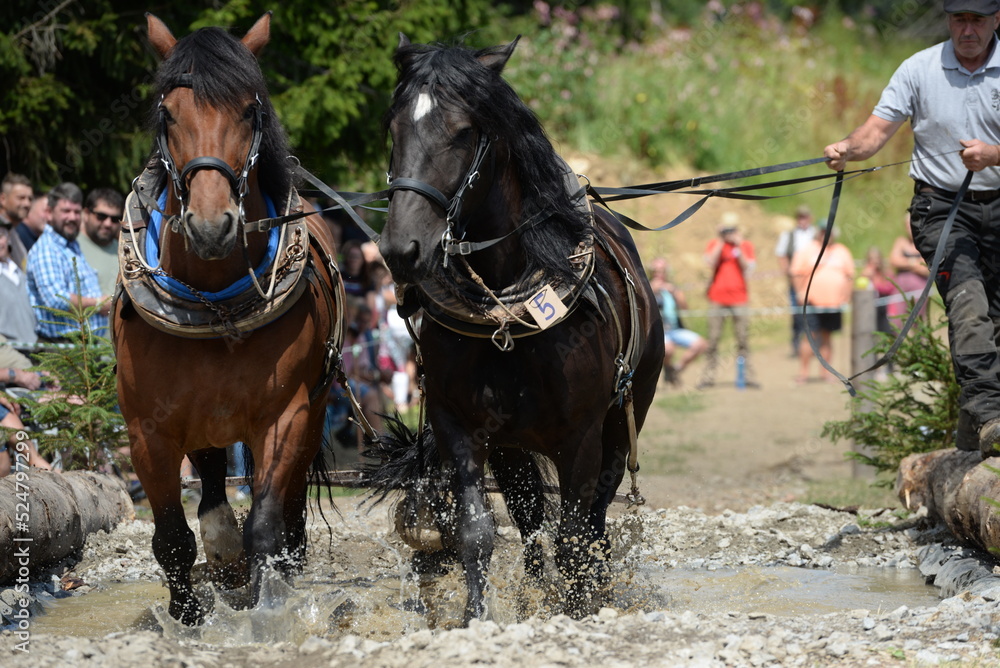 Kaltblüter beim Holzrücke Wettbewerb